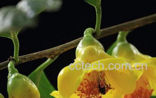 金茶花的功效与作用-0