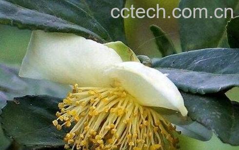 茶树花的功效与作用-0