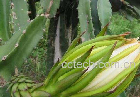 七星剑花的功效与作用-0