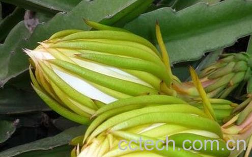 霸王花的功效与作用-0