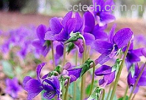 紫花地丁怎么种 -0