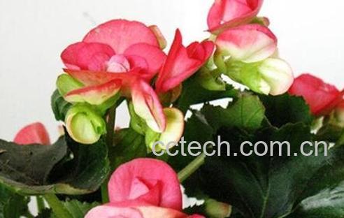 竹节秋海棠花的养殖方法-0