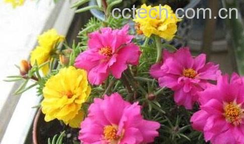 重瓣太阳花的种植方法-0