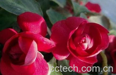 重瓣小凤仙花怎么养-0