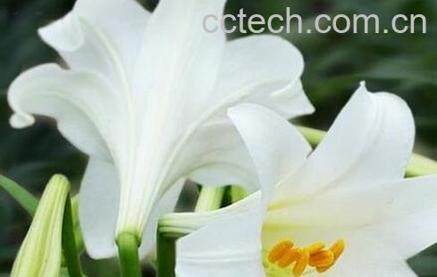 种植百合花的方法-0