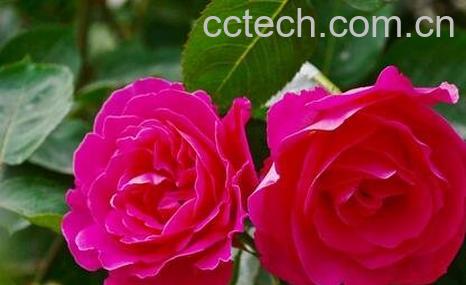 种植月季花的方法-0