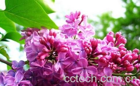 子丁花图片 子丁花的养法-0