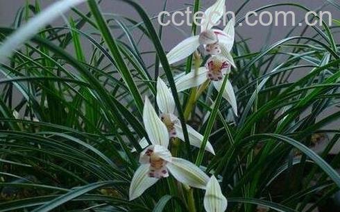 竹兰花养殖方法-0