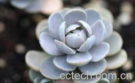 子持莲花养殖方法 子持莲花怎样枝插-0