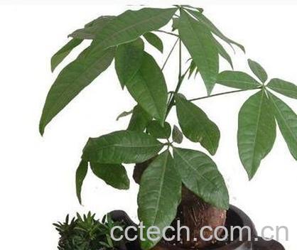 招财树的养殖方法和注意事项-0