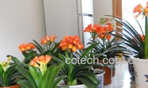 长叶君子兰的养殖方法和注意事项-0