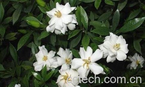 栀子花的功效与作用及禁忌-0