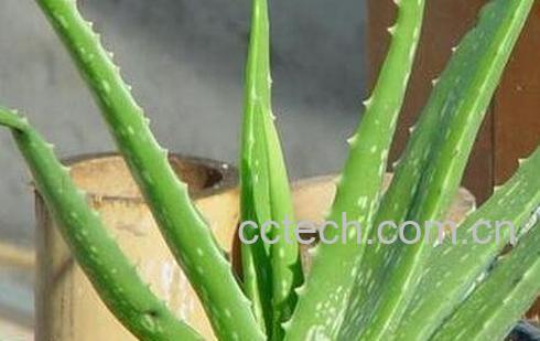 长叶芦荟养殖方法和注意事项-0