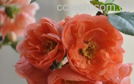 长寿乐海棠养殖方法-0