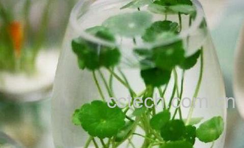 铜钱草水培怎么养-0