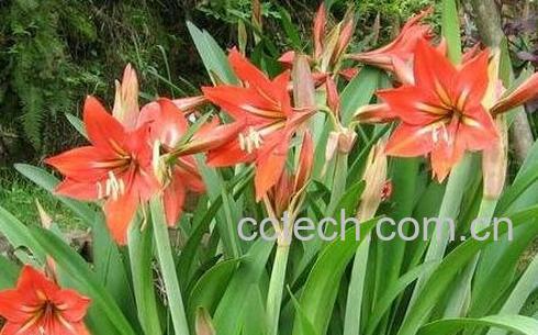 朱顶兰花有毒吗 朱顶红怎样催花-0