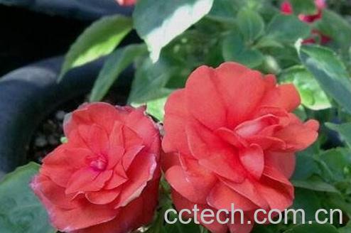 重瓣非洲凤仙花的养殖方法-0