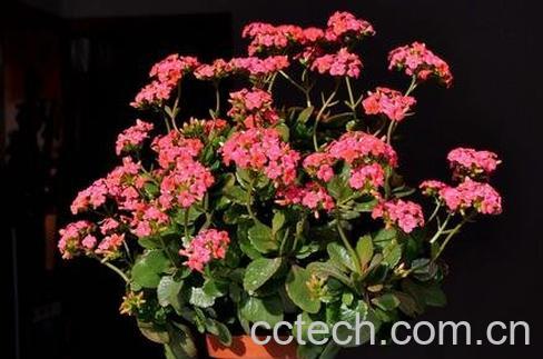 长寿冠海棠花的养殖方法-0