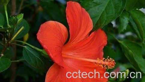 朱槿花如何防治病虫害-0