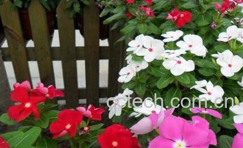 长春花的养殖方法和注意事项-0