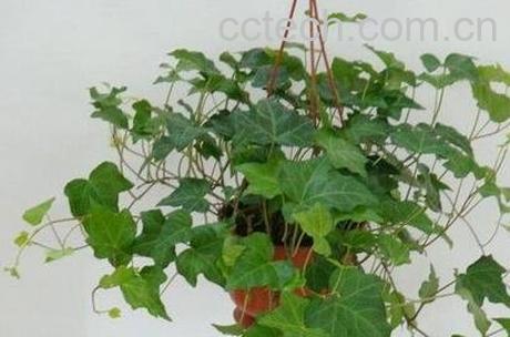 长春藤的养殖方法和注意事项-0