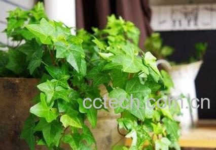 窄叶常春藤养殖方法-0