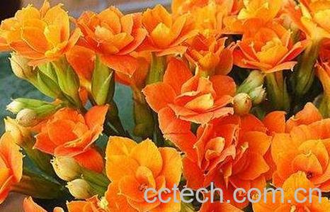 长寿花水培养殖方法和注意事项-0