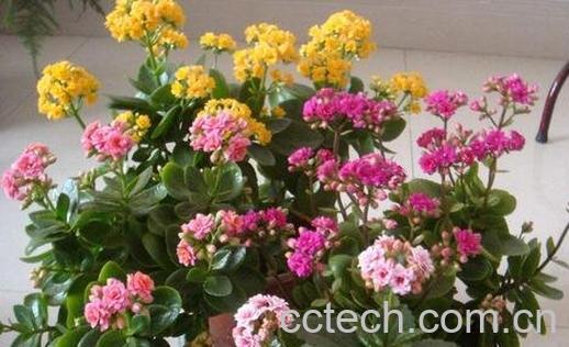 长寿花养殖方法和注意事项-0
