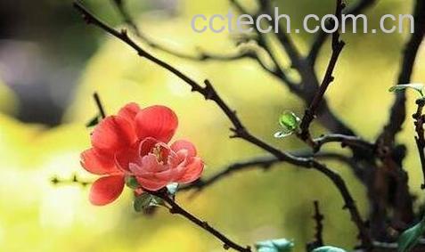 长寿梅的养殖方法-0