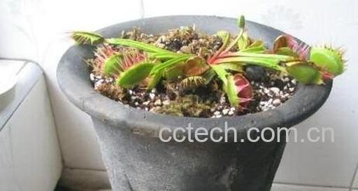 捕蝇草怎么繁殖 捕蝇草种植方法-0