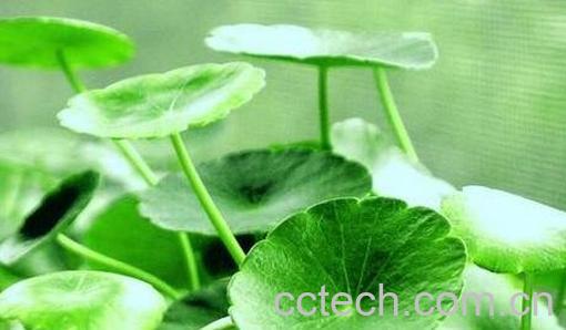 铜钱草怎么养-0