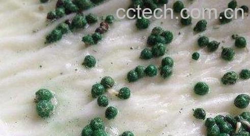 铜钱草种子的养殖方法和注意事项-0