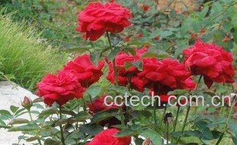 月季花冬天的养殖方法和注意事项-0