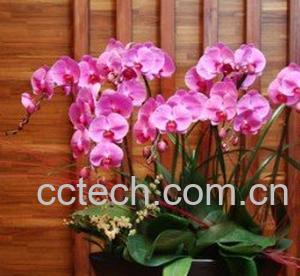 蝴蝶兰-0