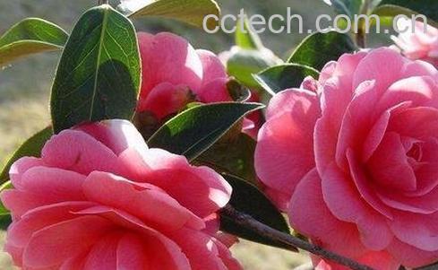 云南山茶花的养殖方法-0