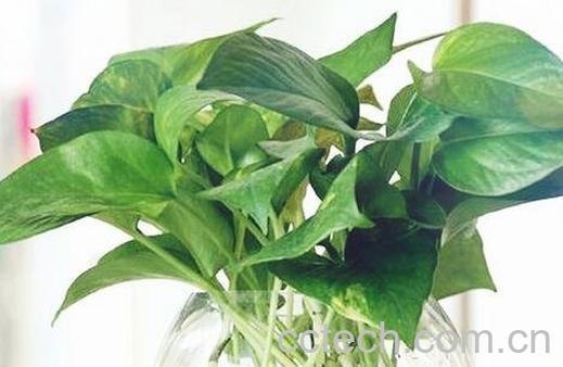 怎样用水养殖绿萝-0