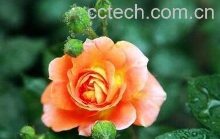 月季花养殖方法和注意事项-0