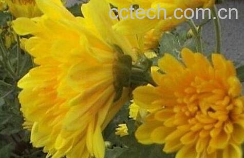 月月菊花的养殖方法-0