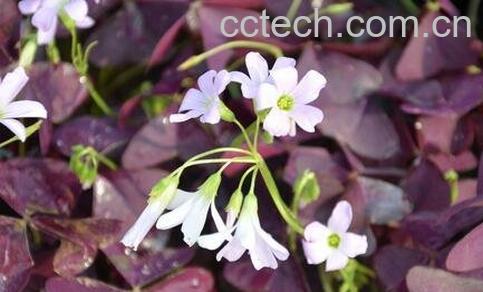 紫叶炸浆草的药用价值-0