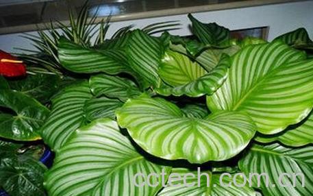  圆叶竹芋的养殖方法-0