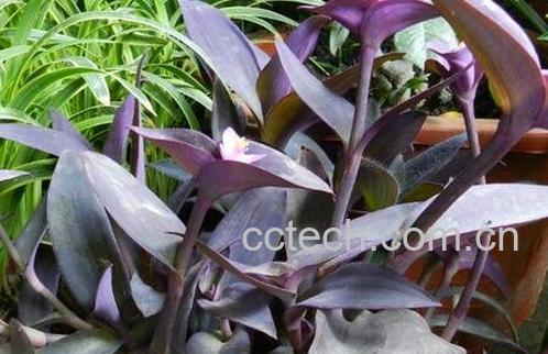 紫鸭跖草怎么养-0