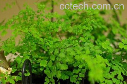 铁线草怎么养最好-0