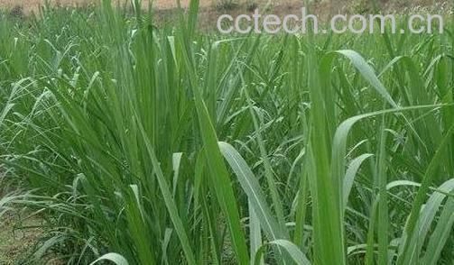 甜象草种植步骤图片-0