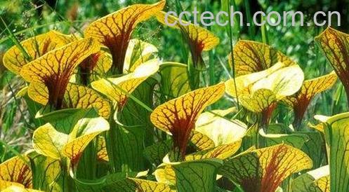 瓶子草的图片 瓶子草繁殖方法-0