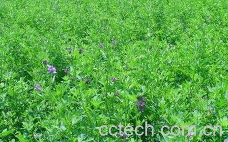 常见牧草的营养价值-0