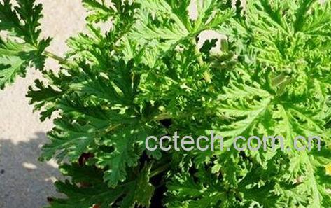 驱蚊草怎么养-0