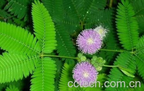 含羞草的养殖方法-0