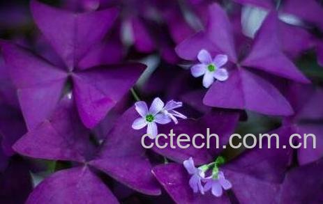 紫叶酢浆草怎么分株 -0