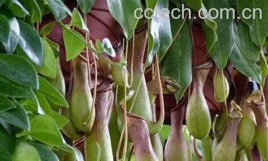 猪笼草的图片 -0