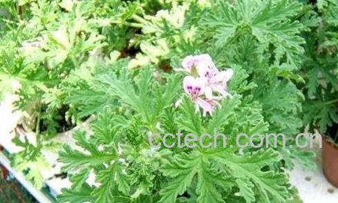 驱蚊香草的作用和副作用-0